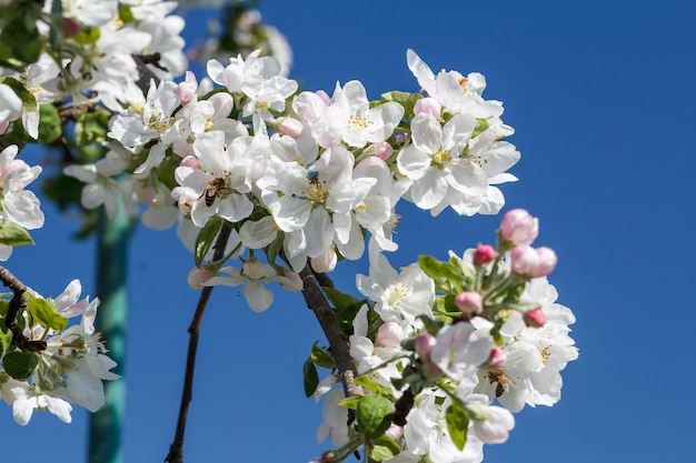 Branches of blooming apple tree in a spring orchard with blue sky on the background.