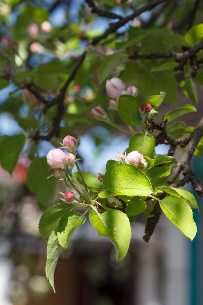 Branches of blooming apple tree in a spring orchard with blured background.