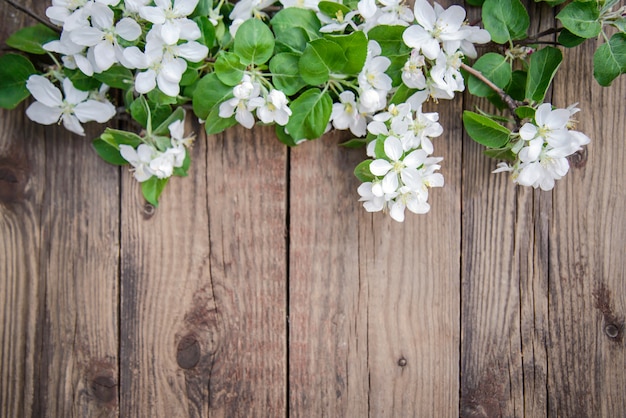 Branches of a blooming apple tree with white flowers