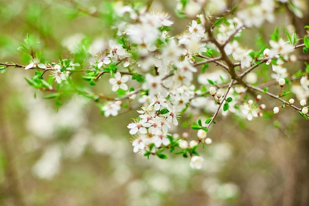 Branches of Blooming cherry tree flowers for easter and spring greeting cards with copy space Beautiful floral spring background of nature springtime concept