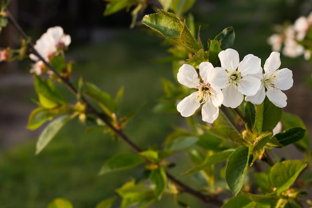 春の果樹園に咲く桜の木の枝