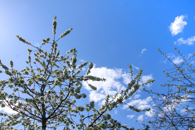 満開の桜の枝