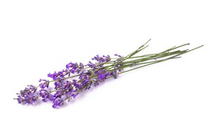 Photo branches of blooming lavender on a white isolated background.