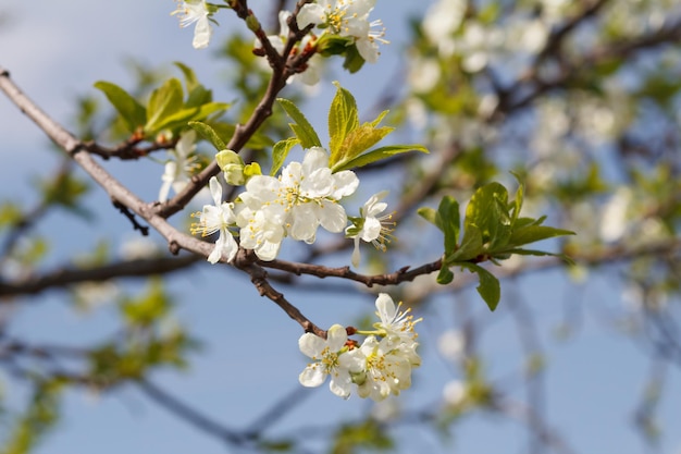 Rami di susino in fiore in un frutteto primaverile