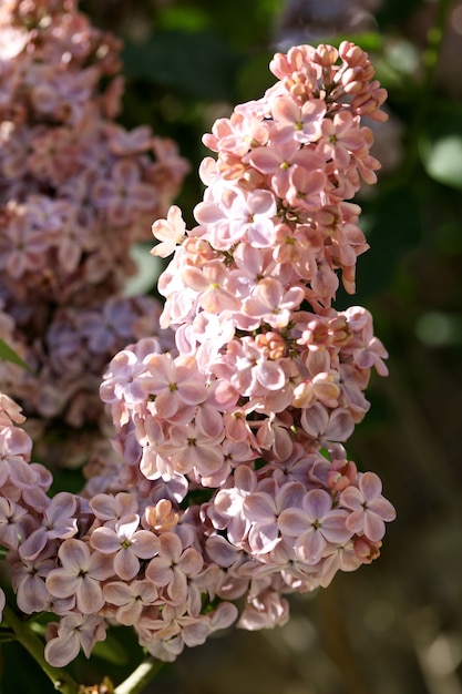 Branches of blooming purple lilac in the garden close up