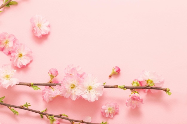 Branches of blossoming almonds on pink background