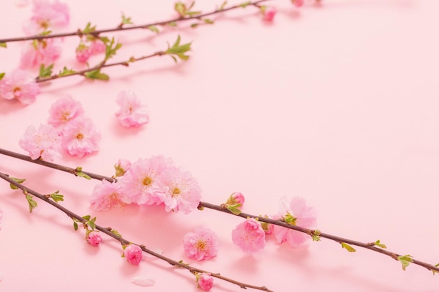 Branches of blossoming almonds on pink background