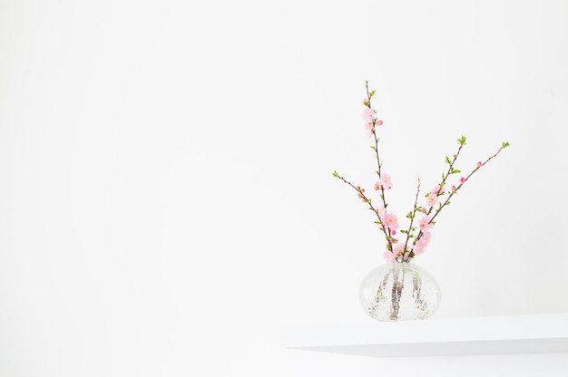 Branches of blossoming almonds in vase on white background