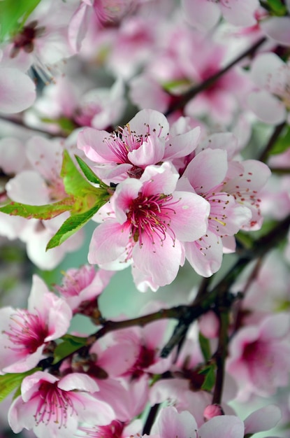 Branches of blossoming almonds with beautiful pink flowers