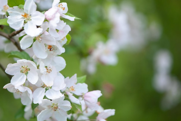 Branches of blossoming apple tree macro with soft focus against the background of gentle greenery.  Beautiful floral image of spring nature.