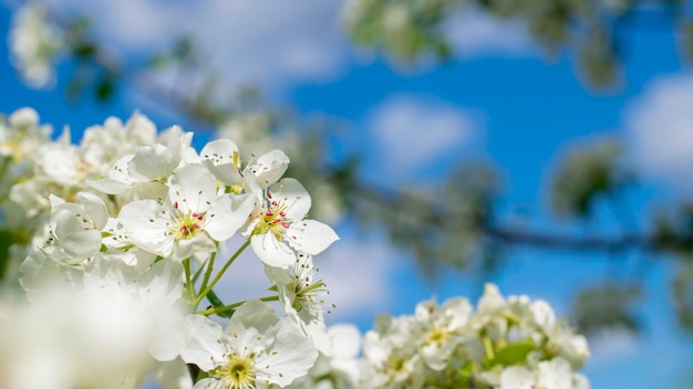 Branches of blossoming apple tree macro with soft focus on gentle light blue sky background in sunlight