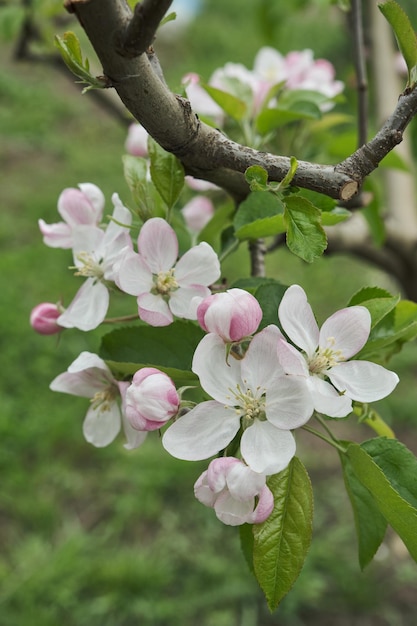 開花するリンゴの木の枝