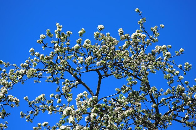 Branches of a blossoming appletree against the blue sky