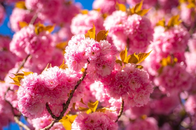 空を背景にソフトフォーカスの開花アプリコットマクロの枝桜桜桜祭り..