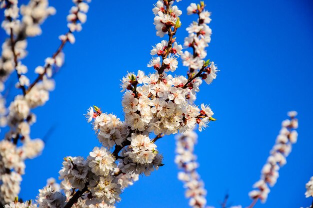 Branches of the blossoming apricot tree against blue sky