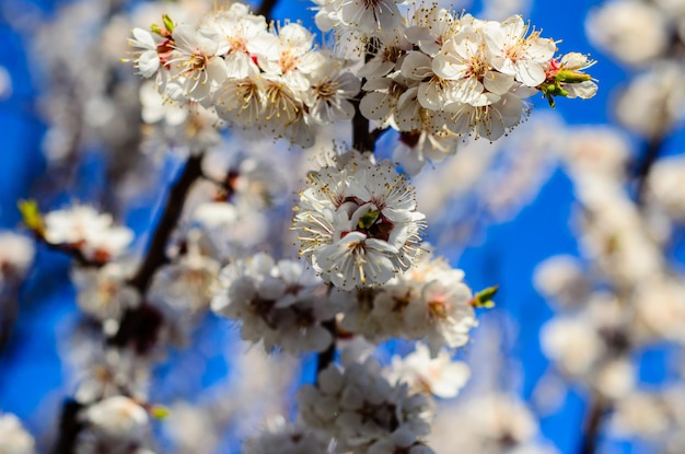 Branches of the blossoming apricot tree against blue sky