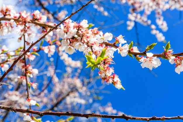 Branches of the blossoming  apricot tree on spring