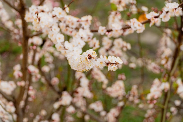 Branches of blossoming apricot with soft focus Spring flowering tree