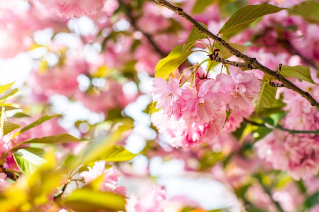 屋外の自然の春に桜が咲く枝 ピンクの桜の花 驚くほどカラフルな夢のようなロマンチックな芸術的なイメージ 春の自然