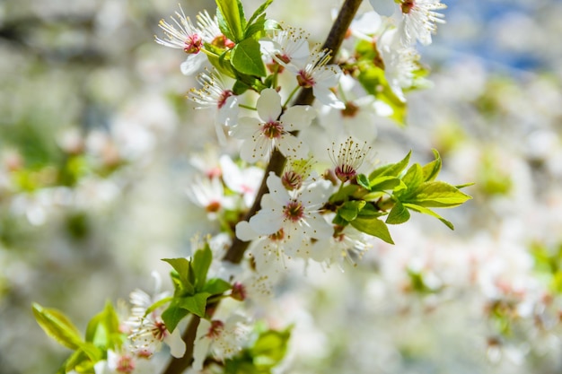 Branches of the blossoming cherry tree on spring