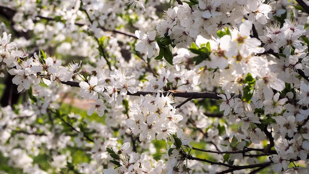 The branches of a blossoming cherry tree white flowers on the branches of trees in the spring sunny