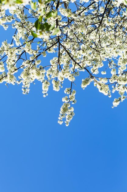 Branches of blossoming cherry tree with blue sky