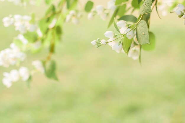 Branches of blossoming flowering plants on natural blurry background fresh green tree leaves