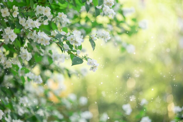 Branches of blossoming flowering plants on natural