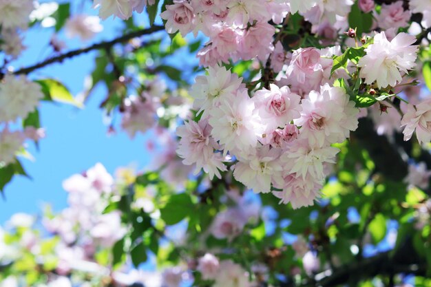 公園の青空を背景に咲く日本の桜の枝