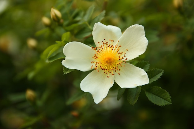 白い花と緑の葉を持つ花の咲くジャスミンの茂みの枝。庭にジャスミンの花のクローズアップブランチ