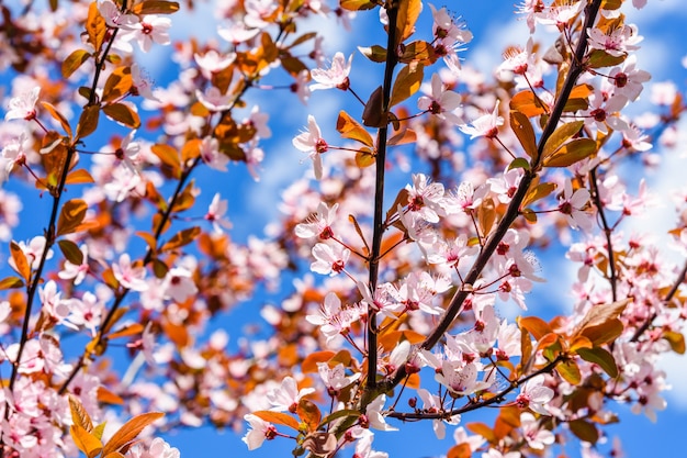 Branches of the blossoming paradise apple tree on spring