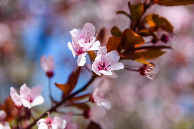 Branches of the blossoming paradise apple tree on spring