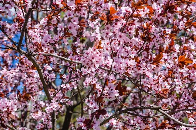 開花する楽園のリンゴの木の枝