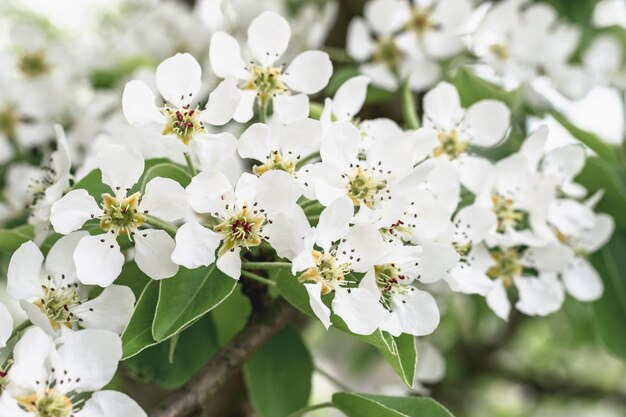 Branches of a blossoming pear tree. Spring flowering gardens.