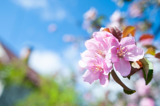 Branches of blossoming pink apple tree macro with soft focus against the background of gentle greenery.  Beautiful floral image of spring nature. Space for text