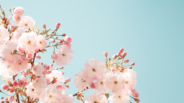 Photo branches of blossoming spring tree.