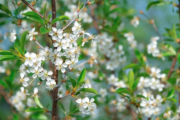 庭に白い小さな花が咲く木の枝春と花