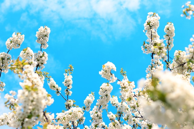 Branches of blossoming white cherries against a blue sky selective focus Blooming tree