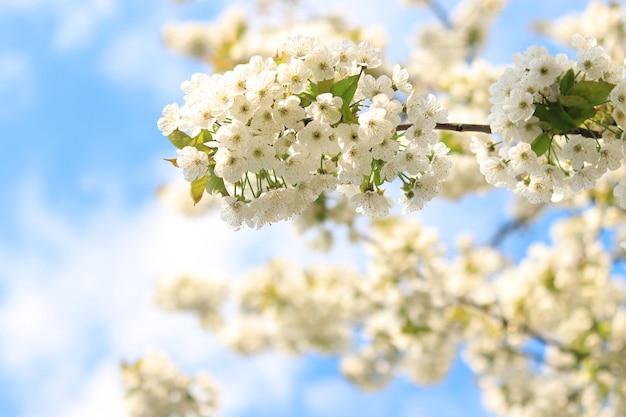 Branches of blossoming white cherries closeup Blooming spring tree against the blue sky