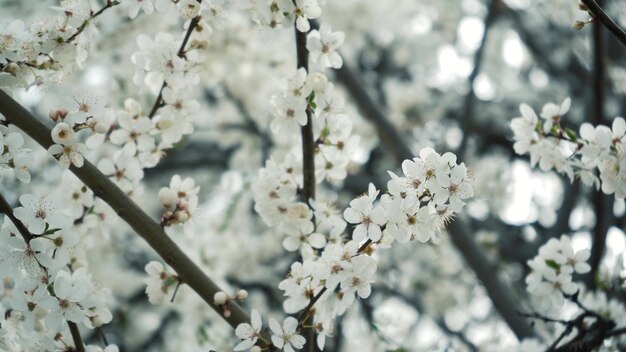 Branches of blossoming white plum close up spring flowering fruit trees dense flowering