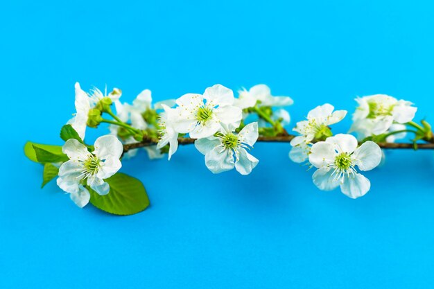 明るい青い紙の背景に開花する白い春のリンゴの木の花の枝