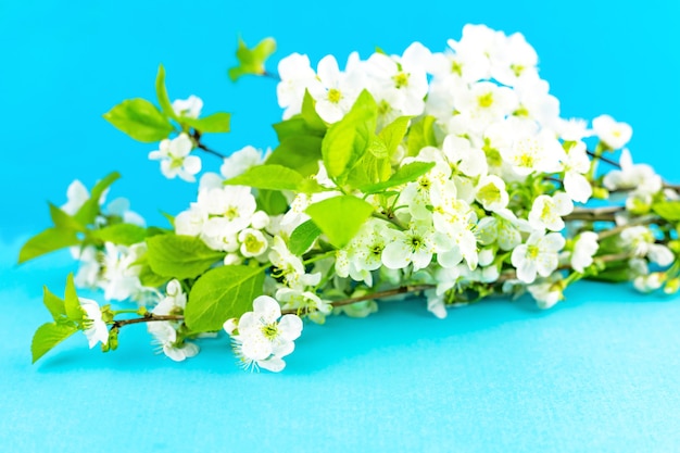 Branches of blossoming white spring apple tree flowers on bright blue tourquase paper background