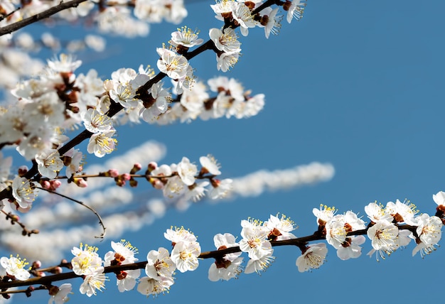 Branches of a blossoming wild apple tree