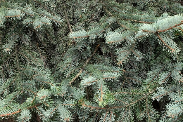 Branches of blue or gray spruce closeup Background