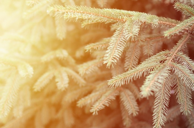 Branches of Blue or prickly spruce Picea pungens close up outdoors