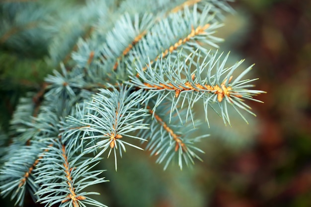 Branches of blue spruce