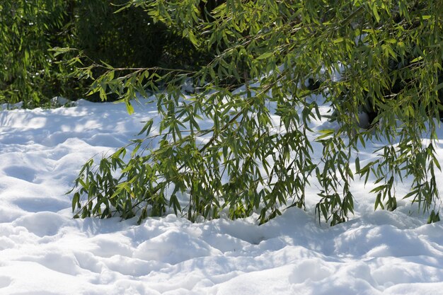 晴れた日に白い雪の上に横たわる竹の枝