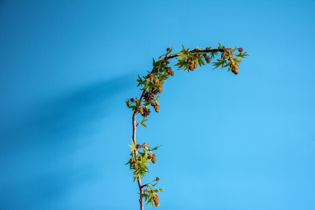 Branches and buds