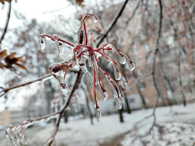 冬の霜の中で雨が降った後、氷で覆われた茂みの枝 氷のような雨の後に凍った植物