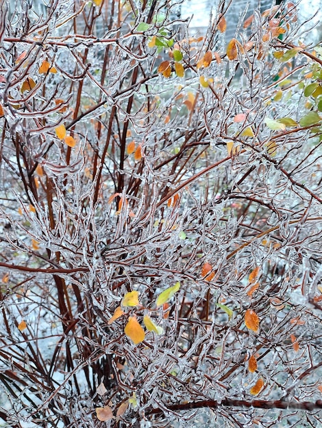 Branches of bush covered with ice after rain in frost in winter closeup frozen plants after icy rain